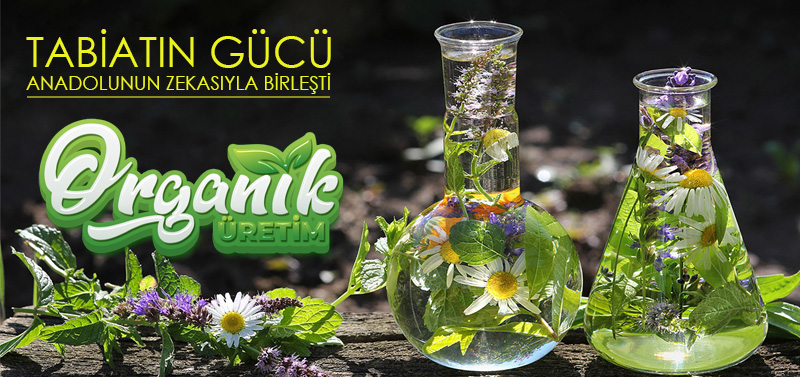 Sertifika 2